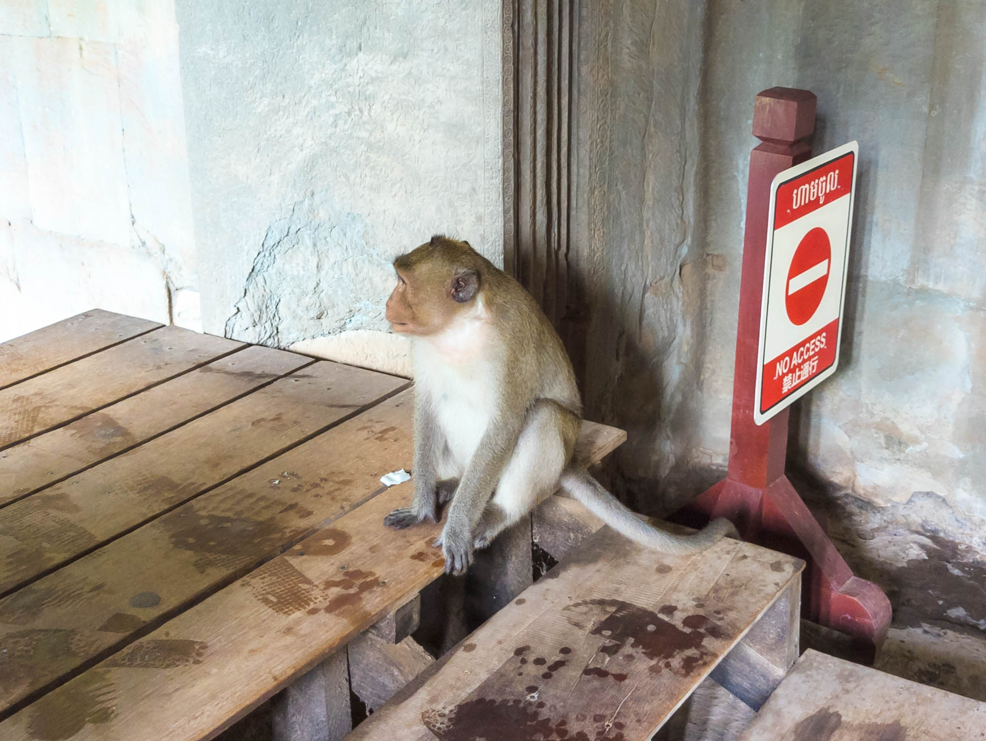 Resident of Angkor Wat