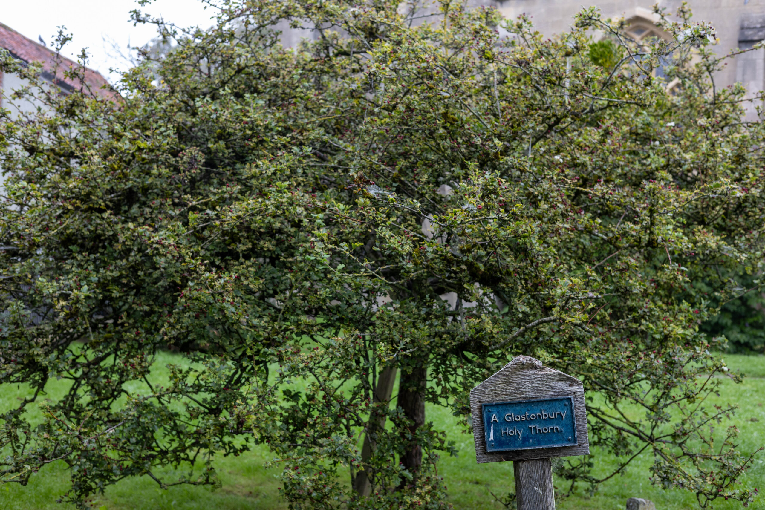 Glastonbury Thorn