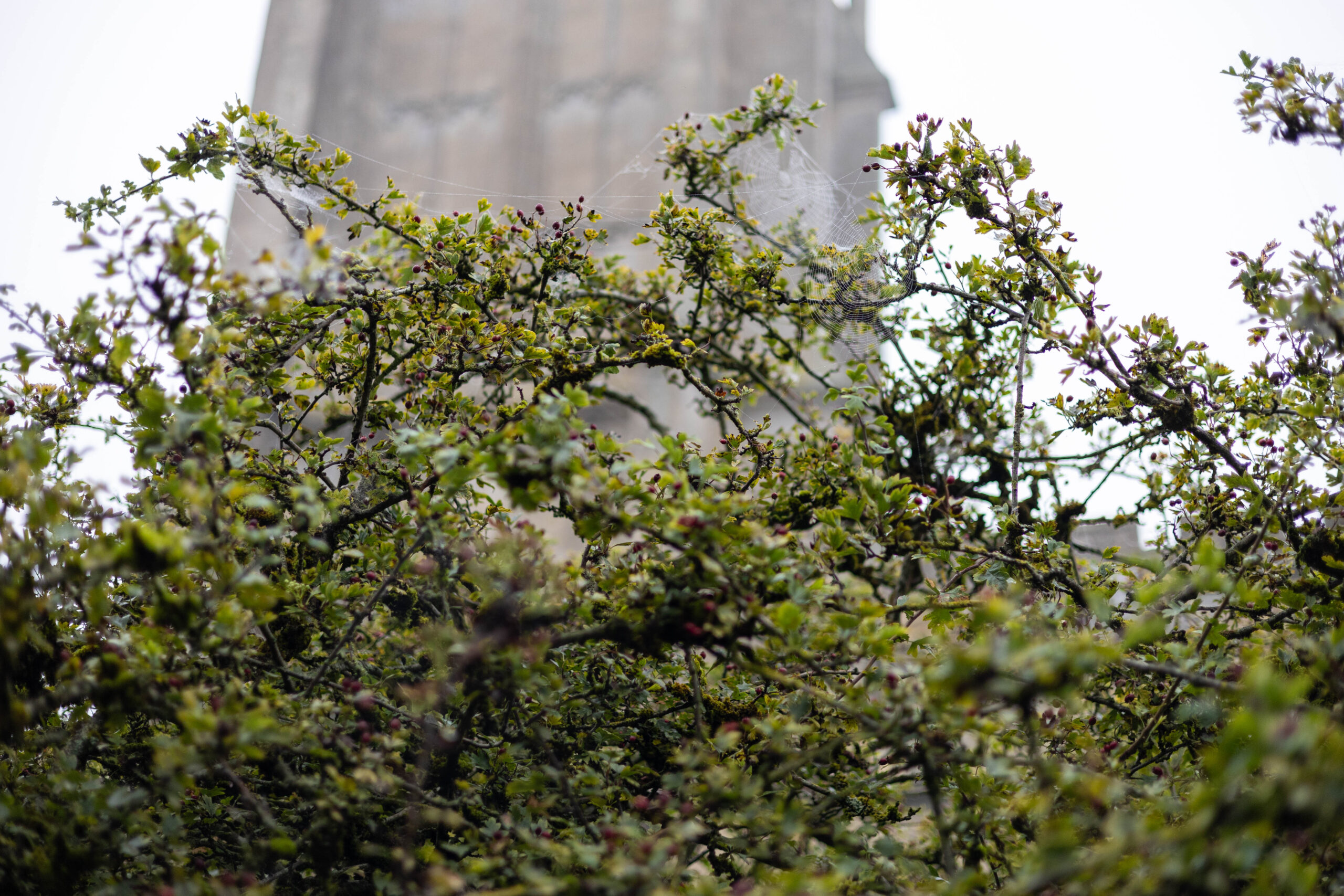 Glastonbury Thorn