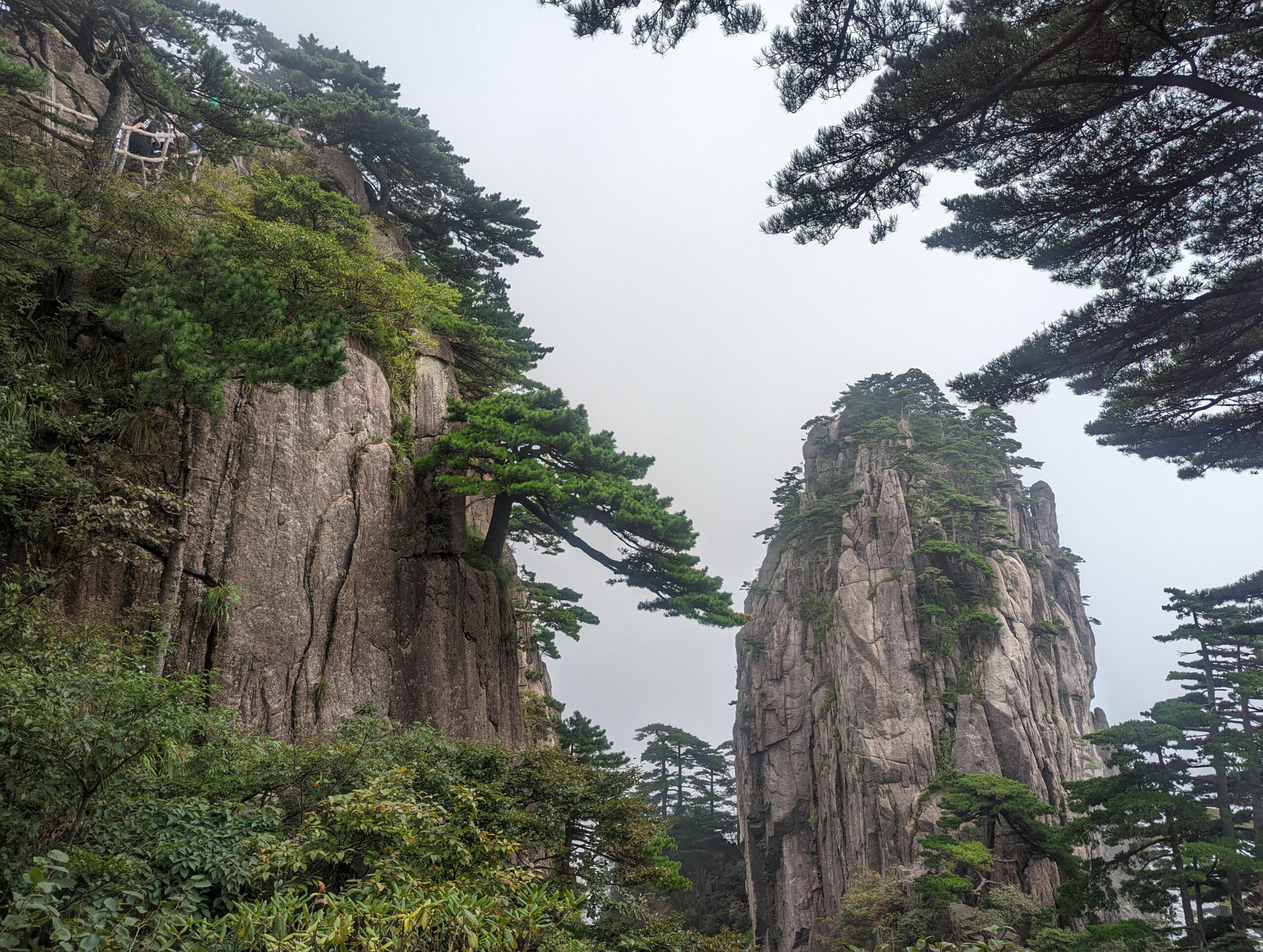 Huangshan Pine